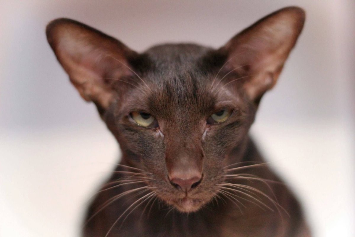 Ориенталы Гавана табби