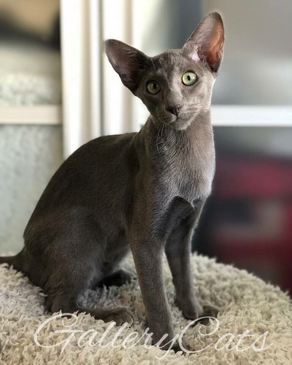 Кот породы Ориентал