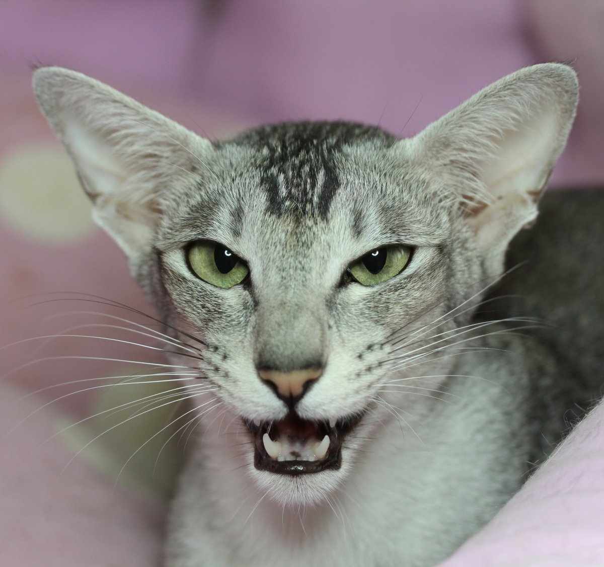 Ориентальная кошка