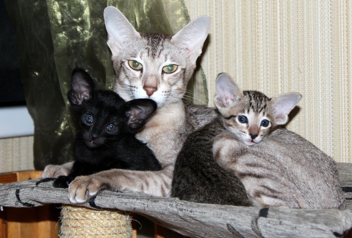 Вислоухие ориенталы