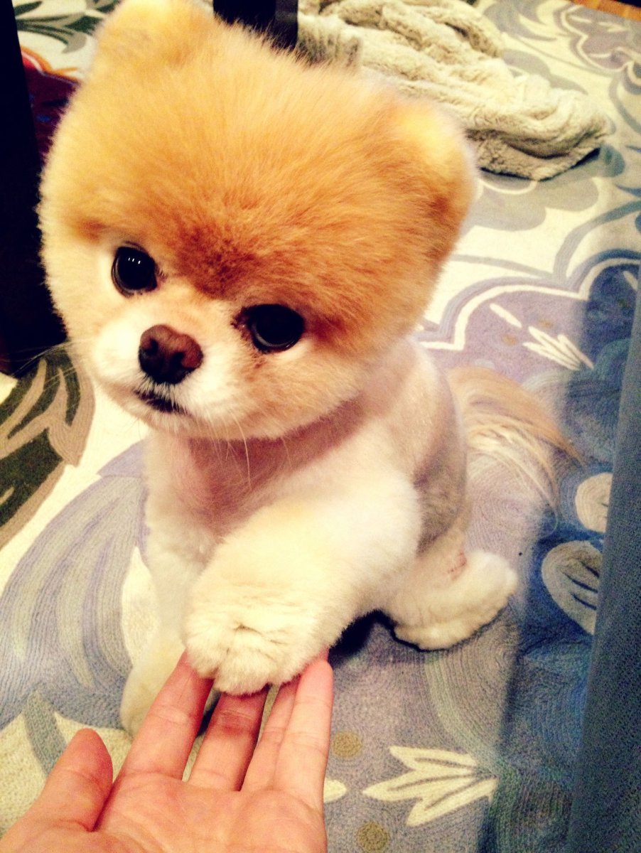 Pomeranian Boo мишка