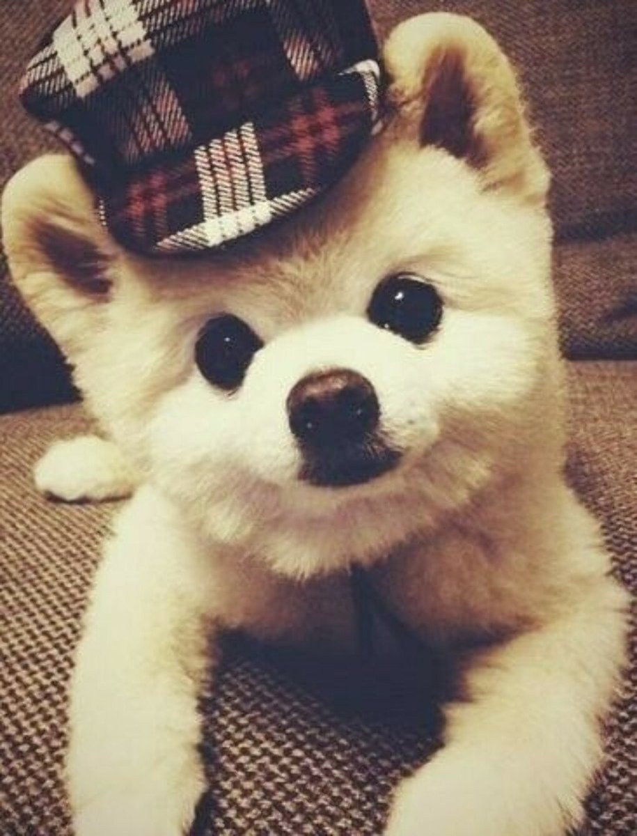 Милые няшные собачки