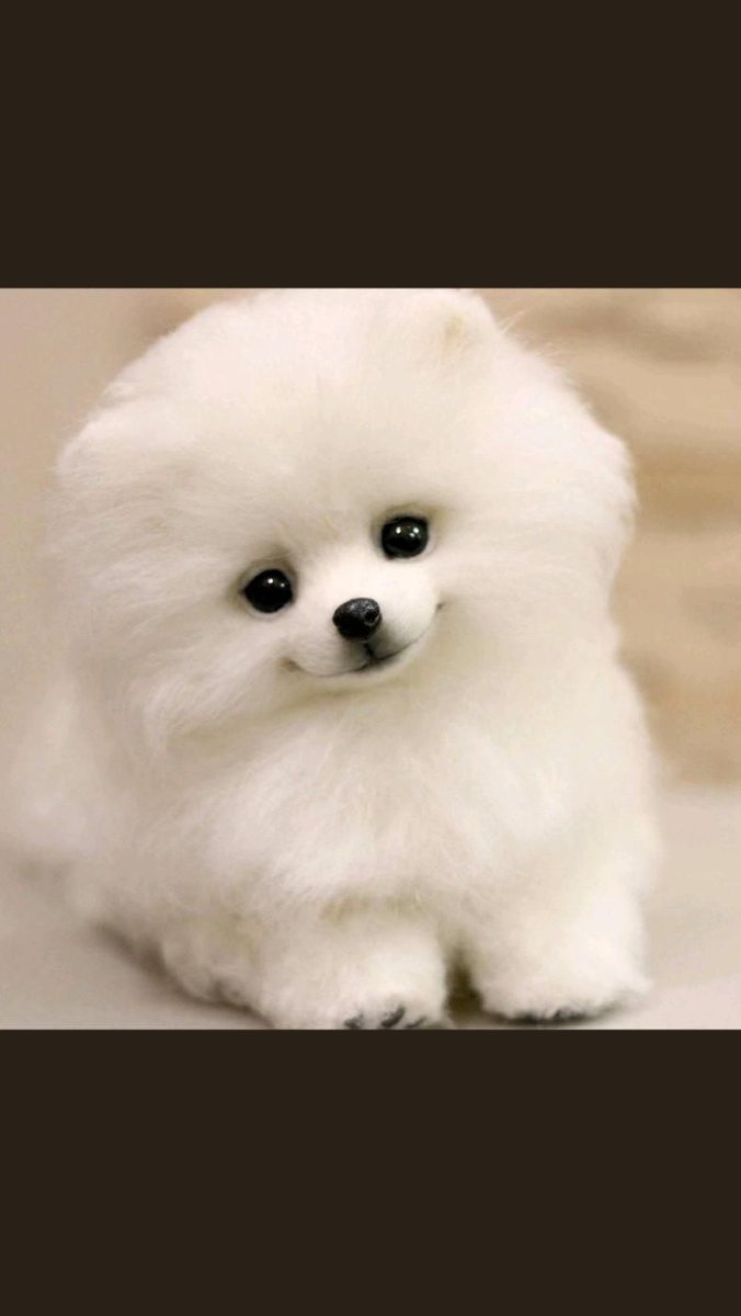 Белый маленький шпиц Панда