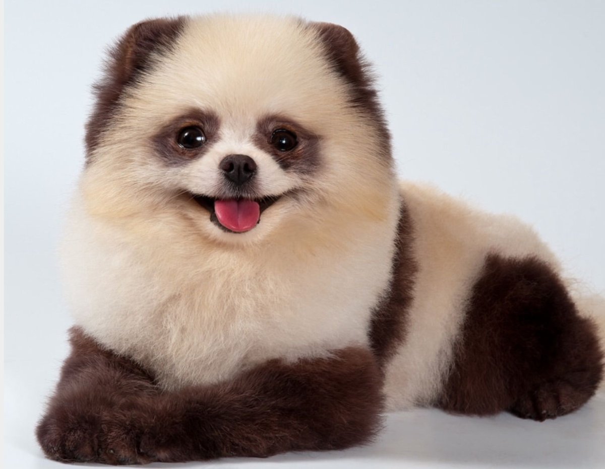 Померанский шпиц окрас Панда