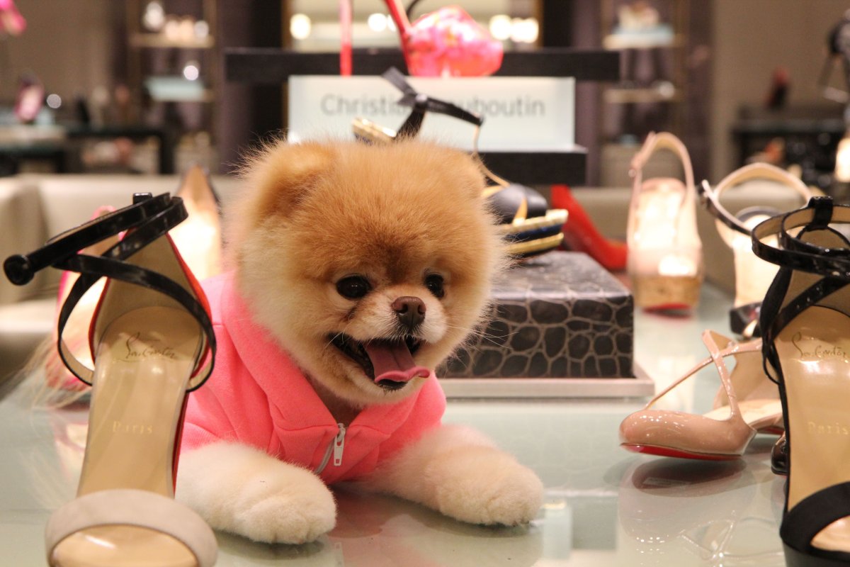 Шпиц крутой