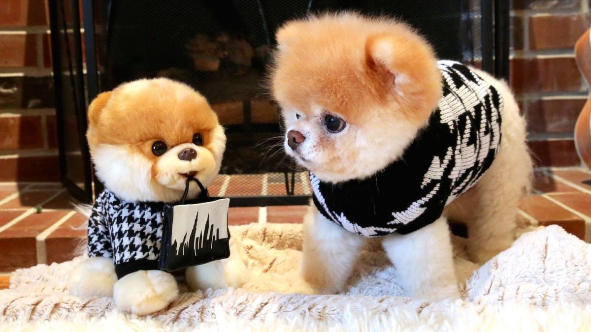 Померанский шпиц Бадди