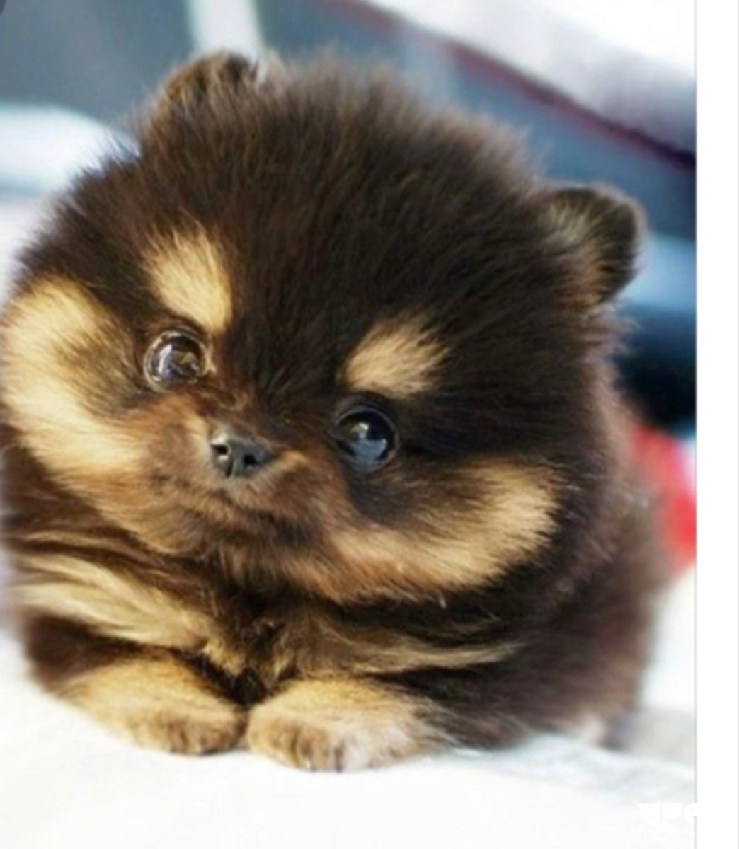 Злой померанский шпиц