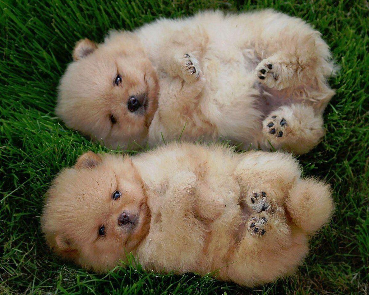 Щенки померанского шпица Новорожденные