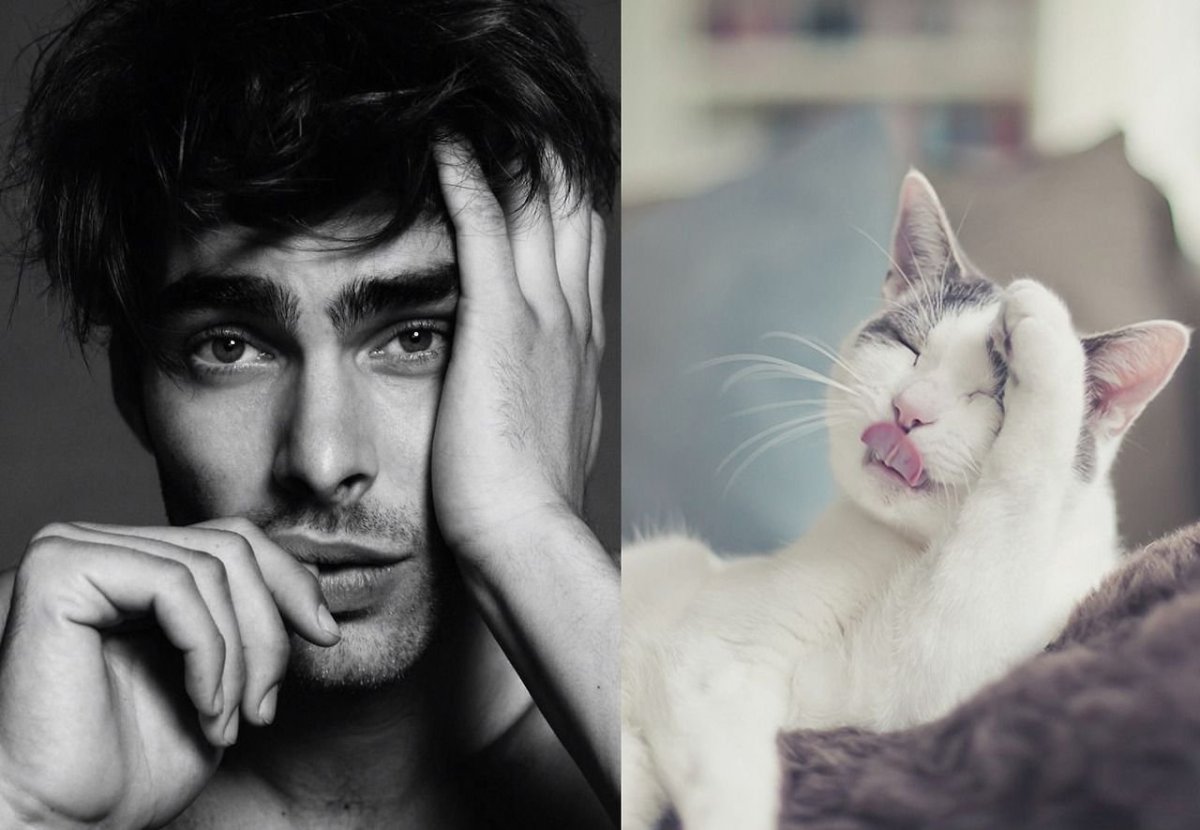 Парни похожие на котов