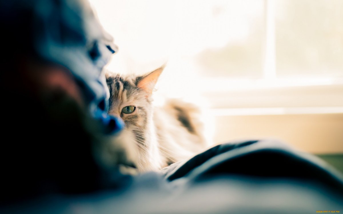 Кошка на размытом фоне