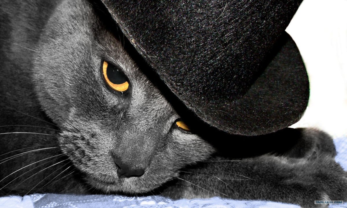 Кот в шляпе