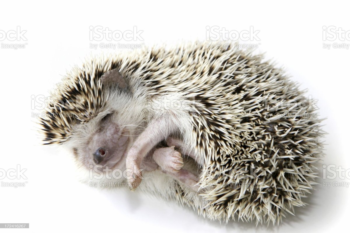 Ежик спит на белом фоне