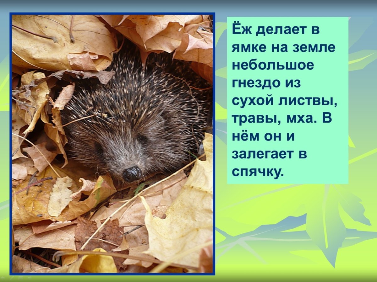 Еж готовится к зиме