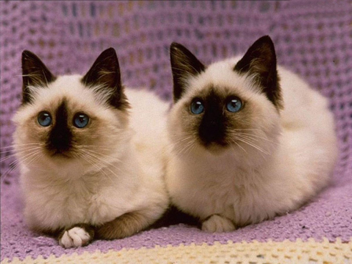 Камышовый кот