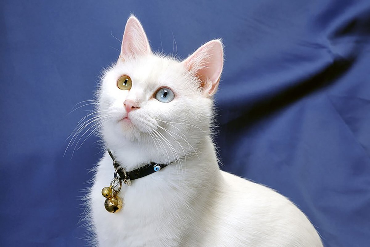 Ван кедиси порода кошек