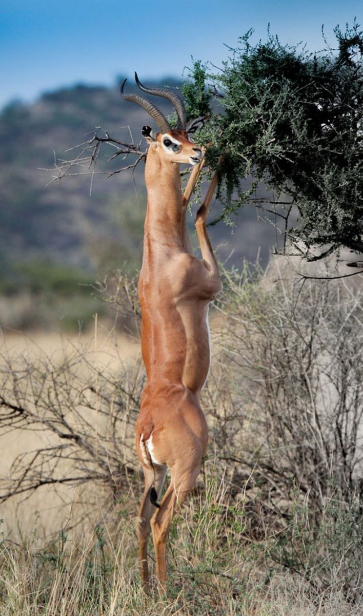 Волк лиса Гривистый волк