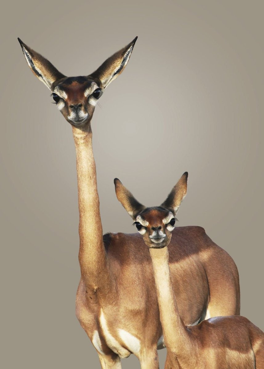 Агуарачай-Гривистый волк