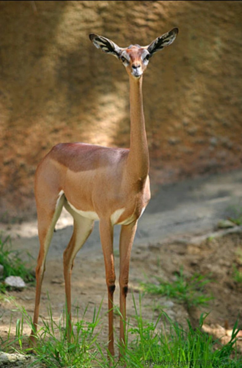 Ноги жирафа