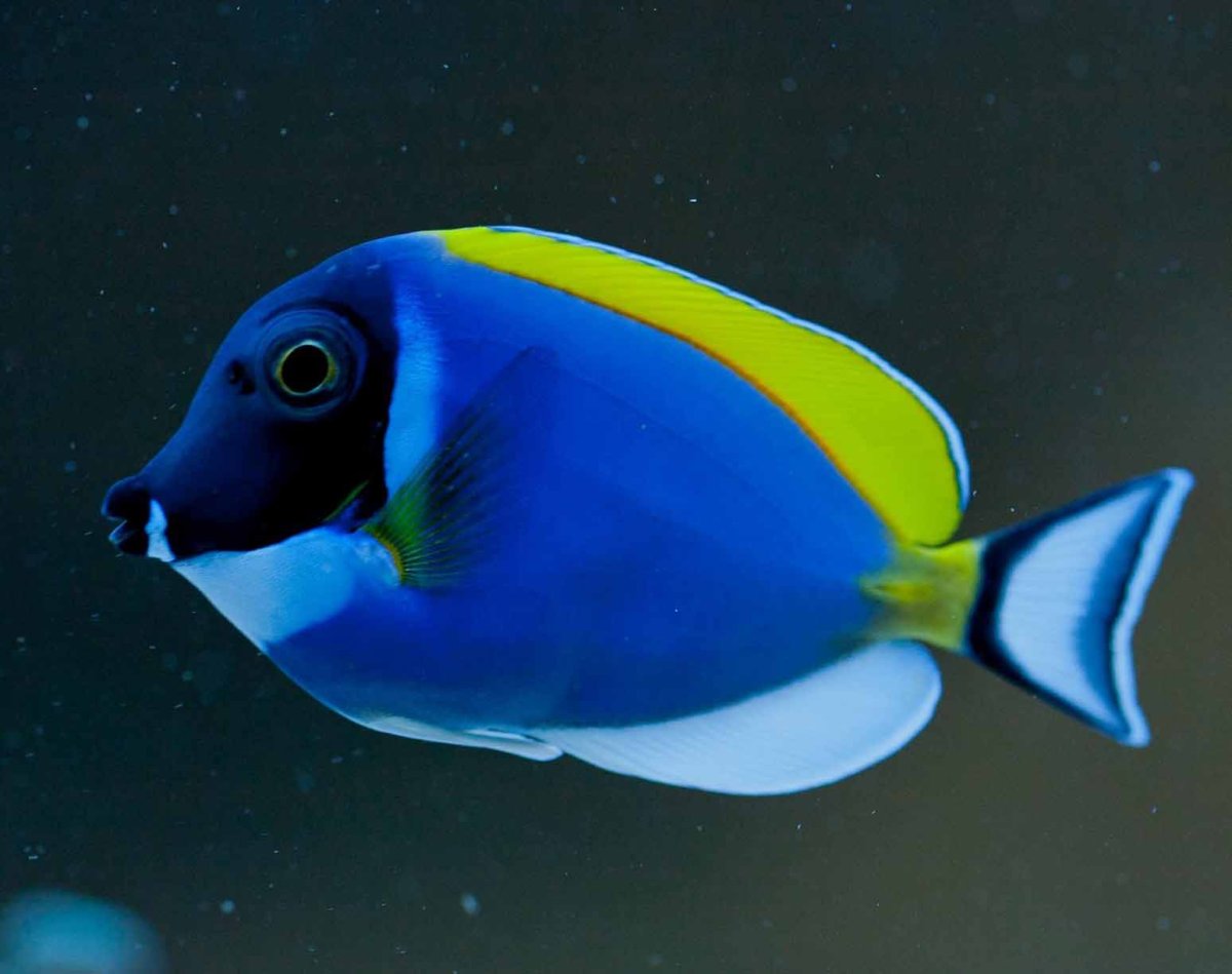 Хирург синий белогрудый