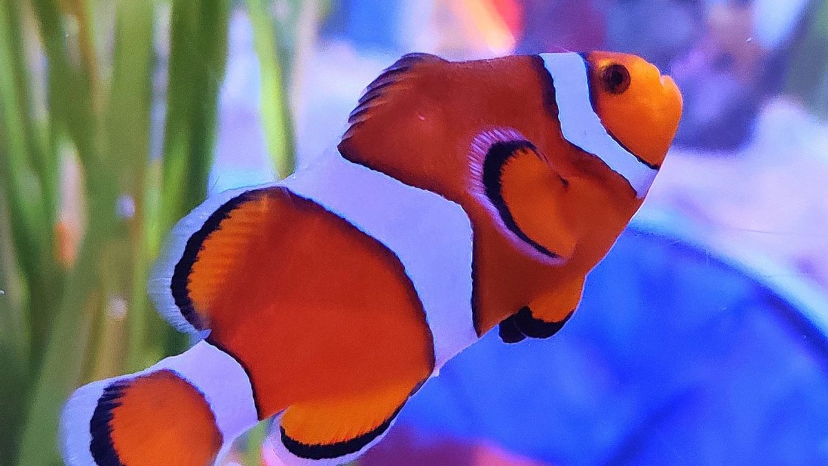 Аквариумные рыбки дори