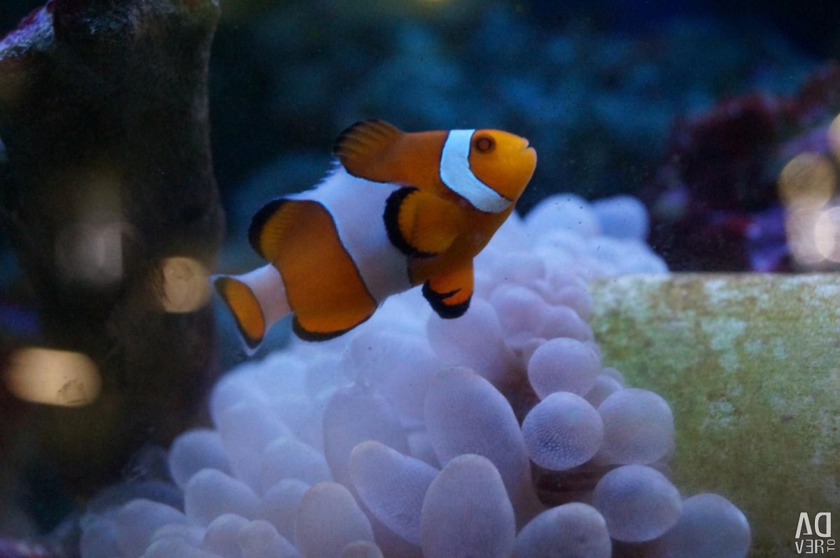 Рыбка Долли мультик