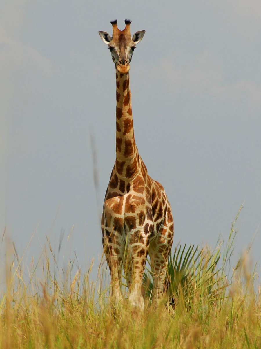 Геренук (Litocranius walleri)