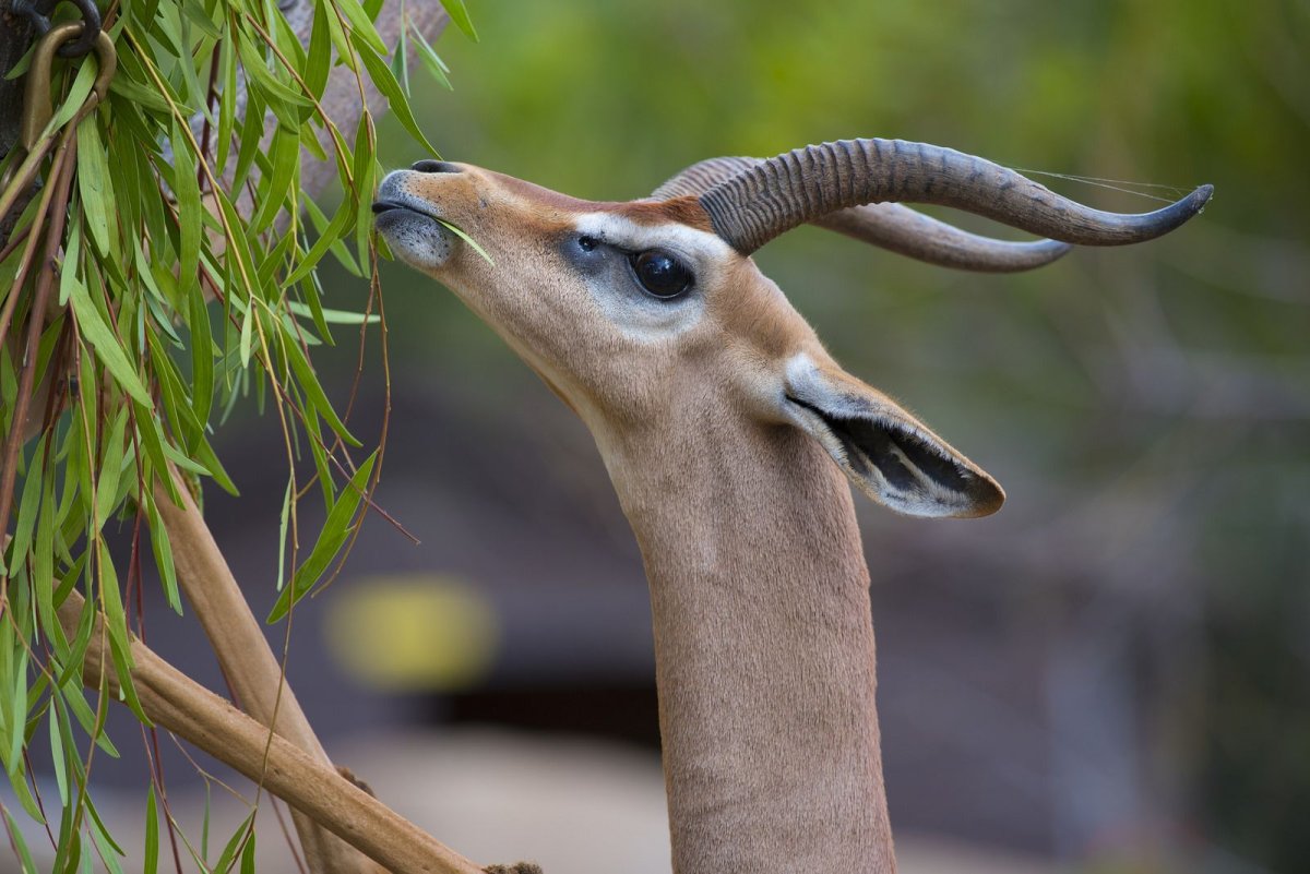 Гривистый волк альбинос