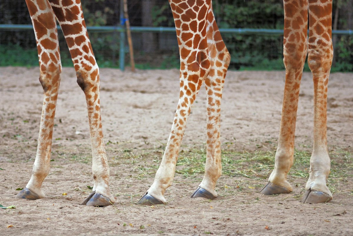 Порода ДЖУДЖУН