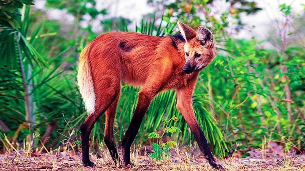 Эфиопский Гривистый волк