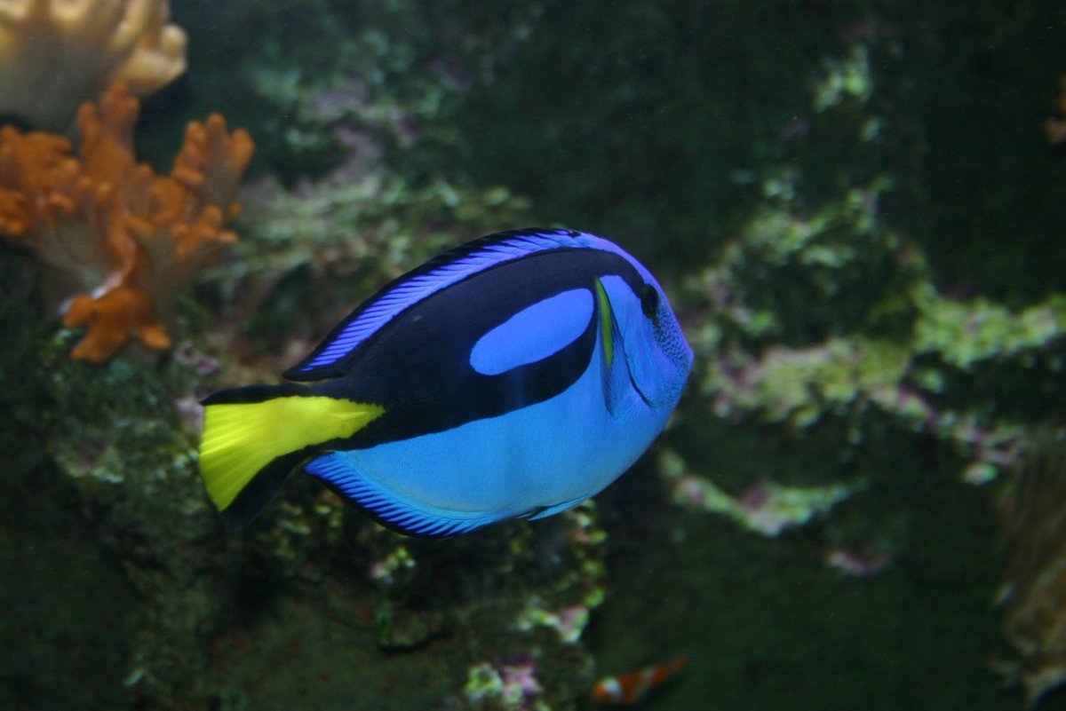 Regal Tang Fish