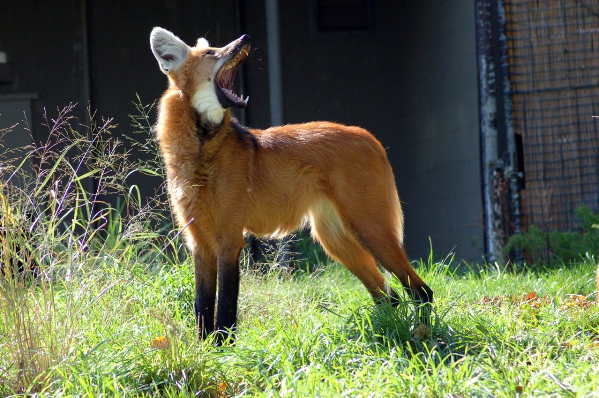 Жираф и геренук