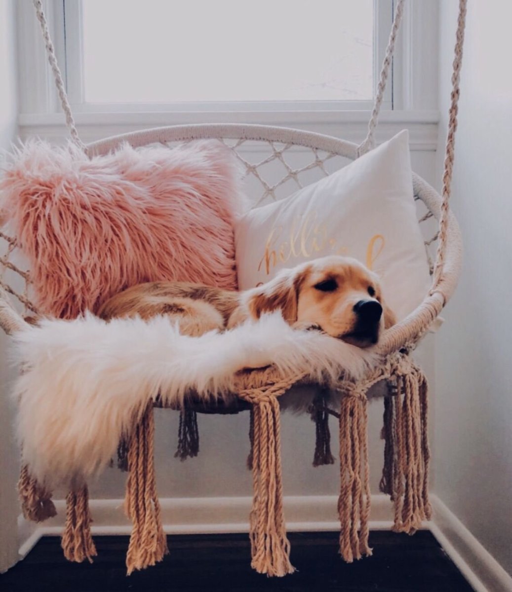 Животное с длинными конечностями