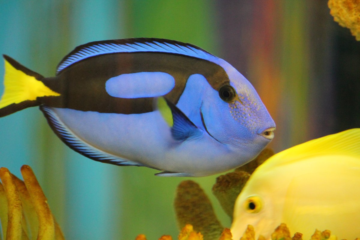 Голубой хирург (Paracanthurus hepatus)