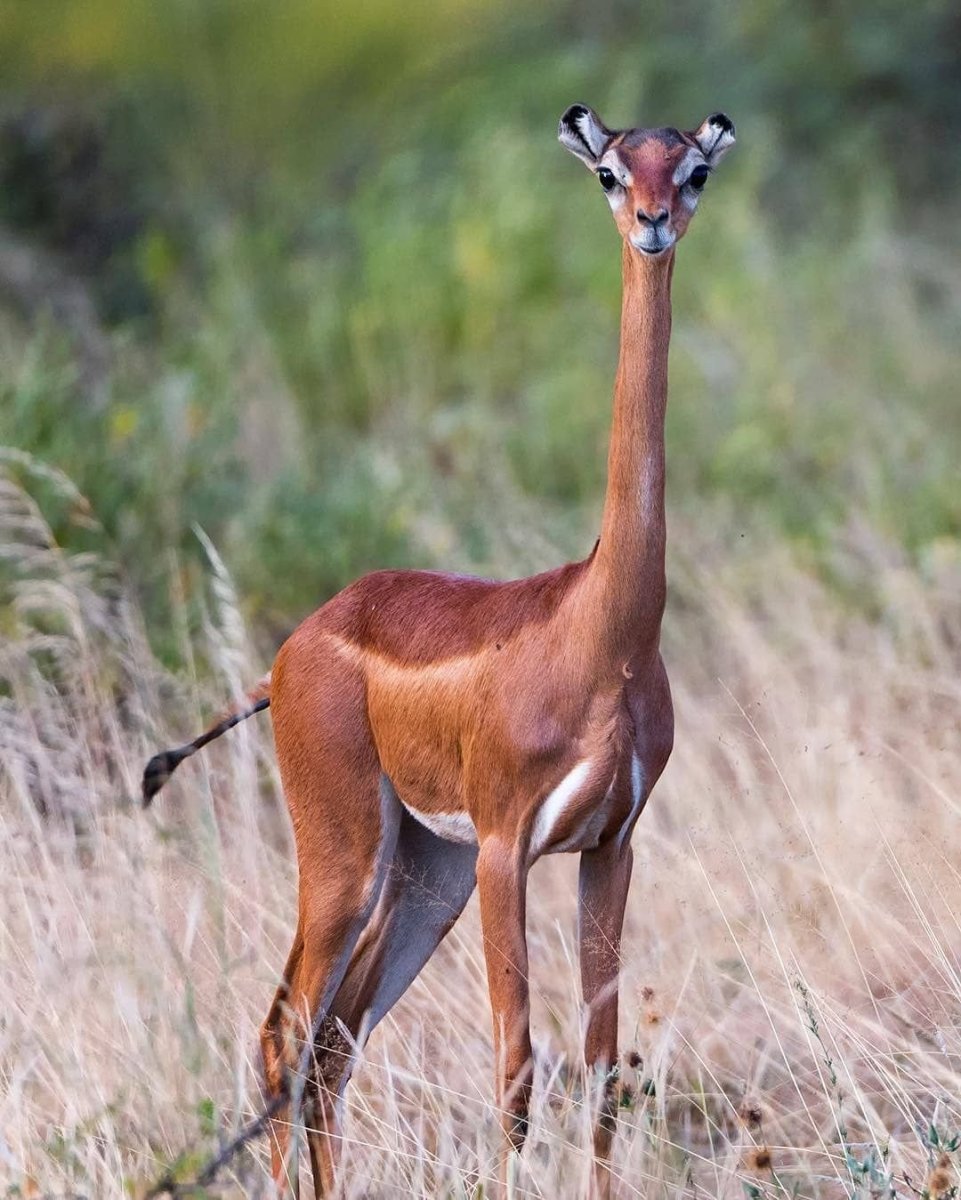 Гривистый волк