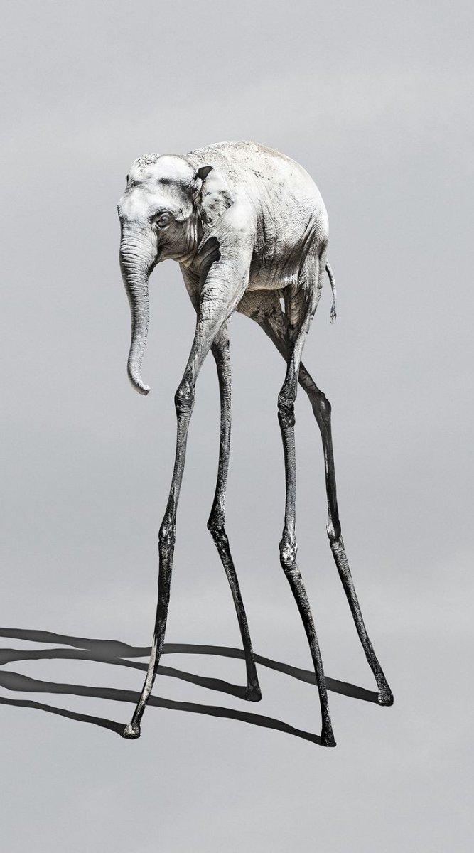 Птичка на длинных ножках