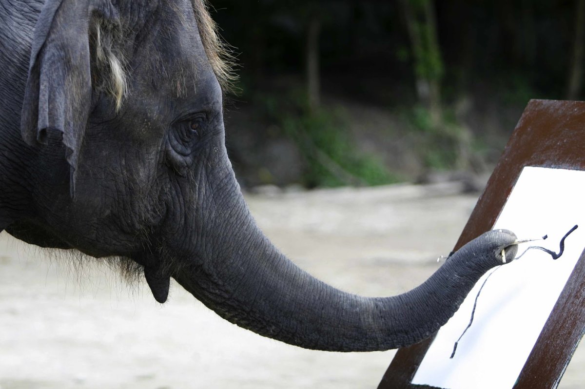 Кончик хобота