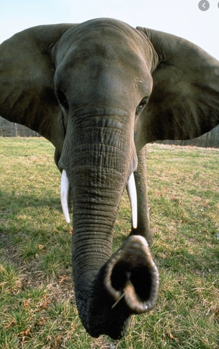 Хобот слоненка