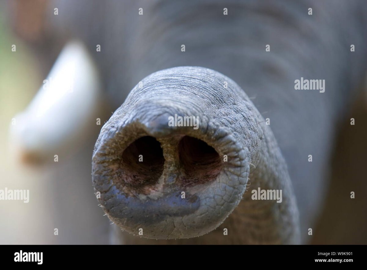 Слон на шаре