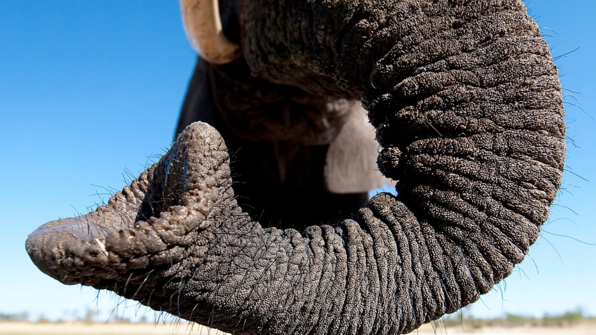 Хобот африканского слона