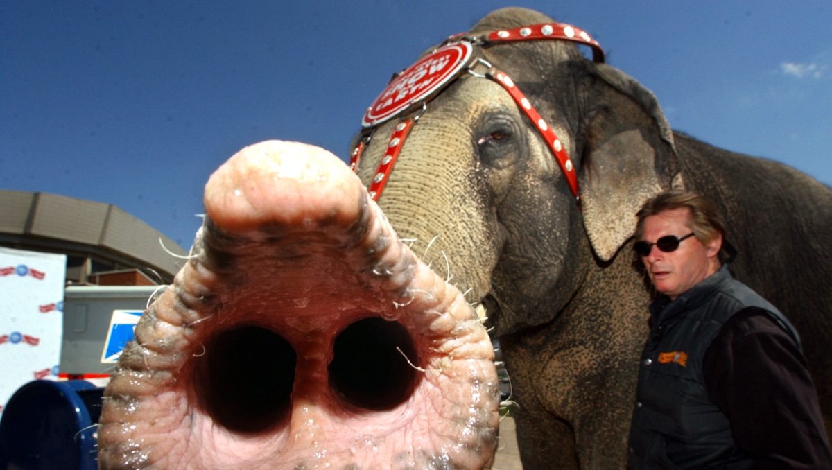 Слоны рисуют