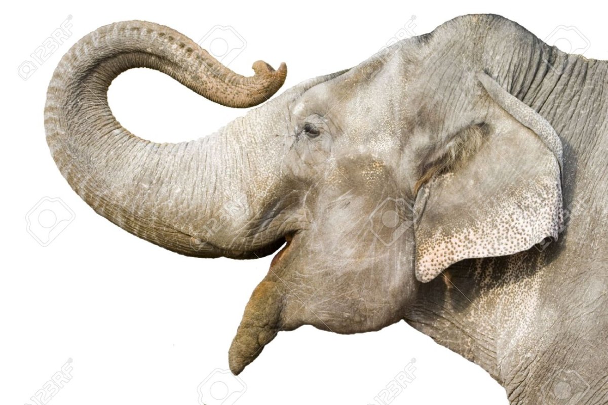 Поцелуй слона