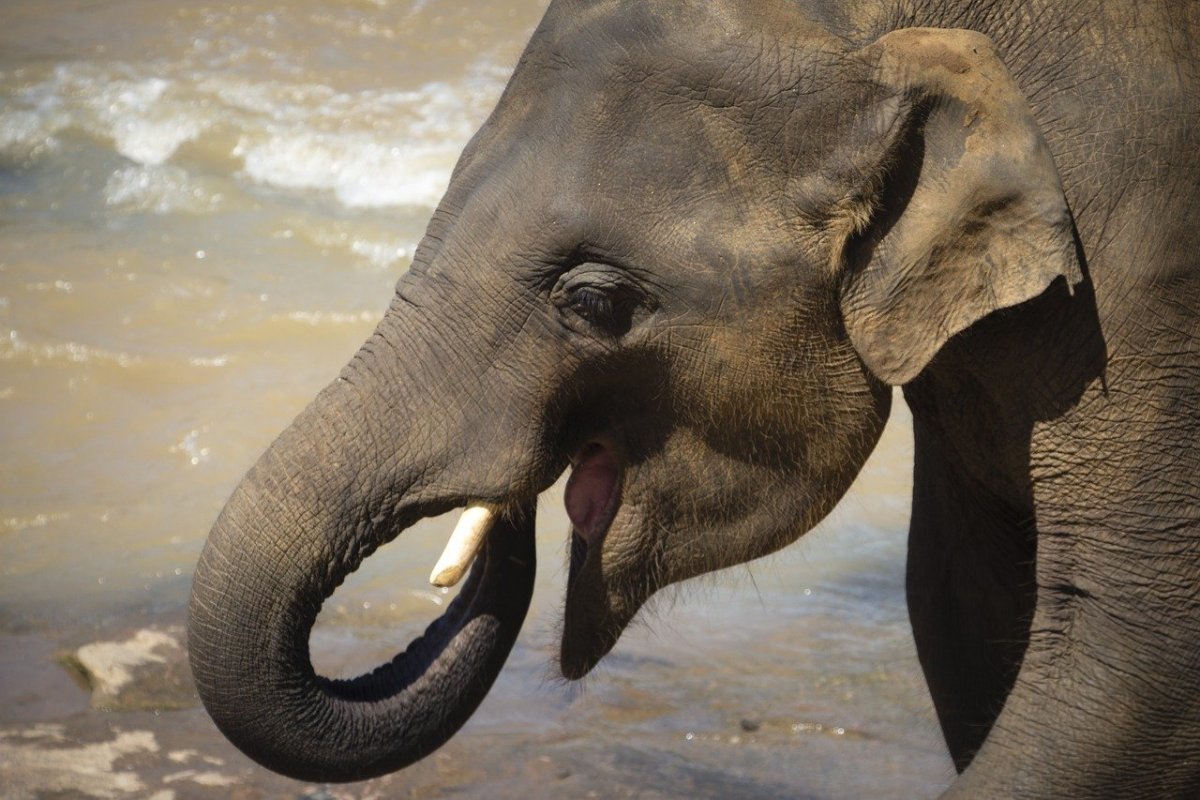 Ноздри слона
