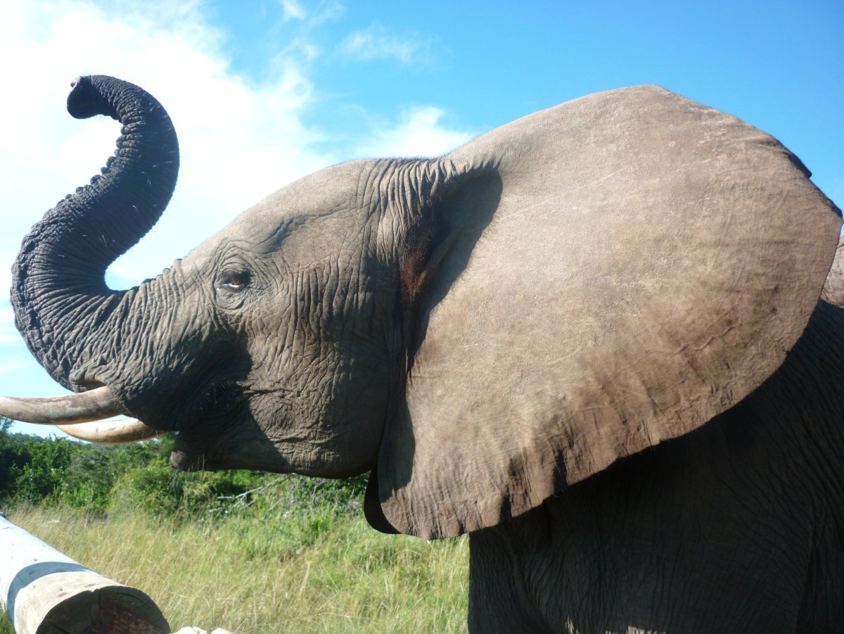 Старый слон