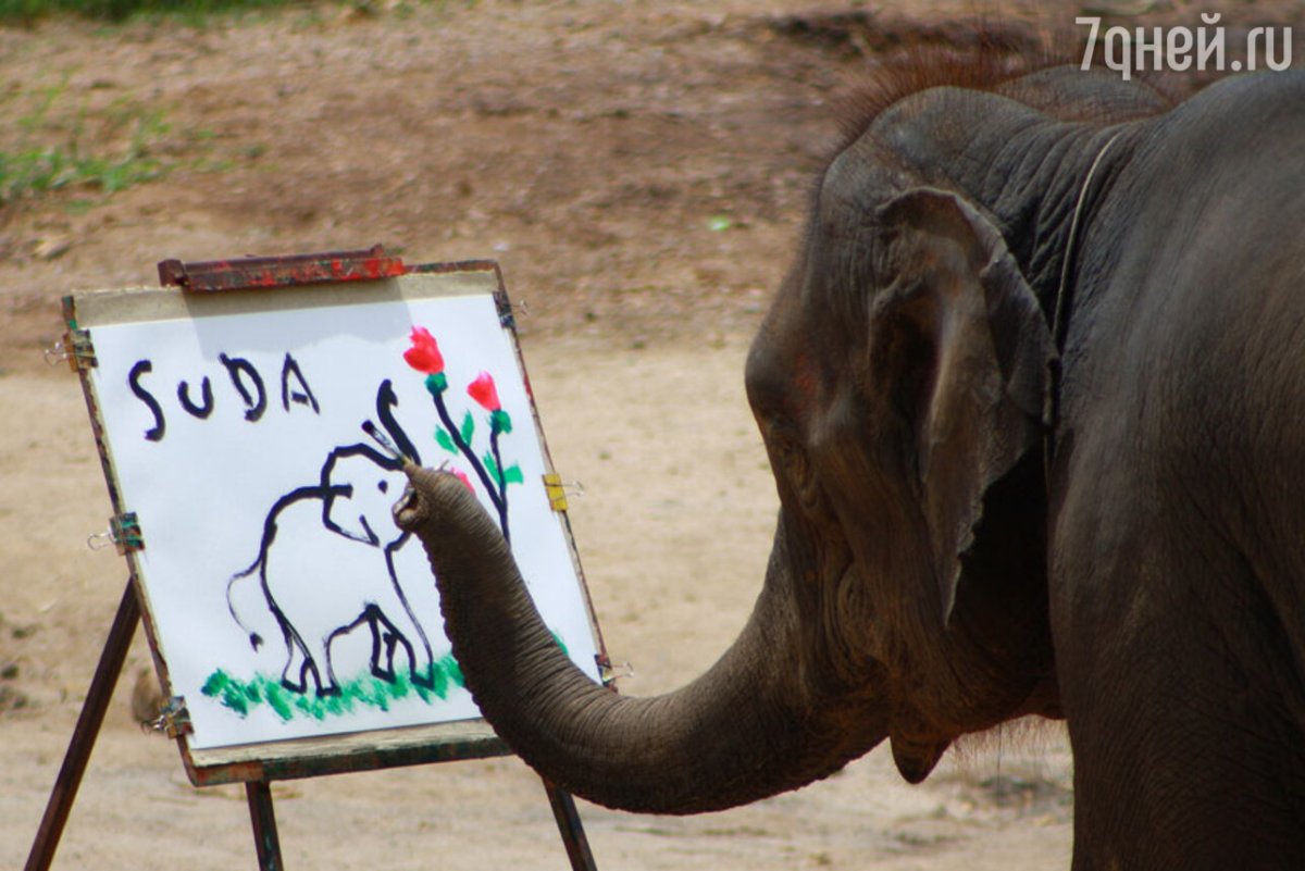 Уши африканского и индийского слона