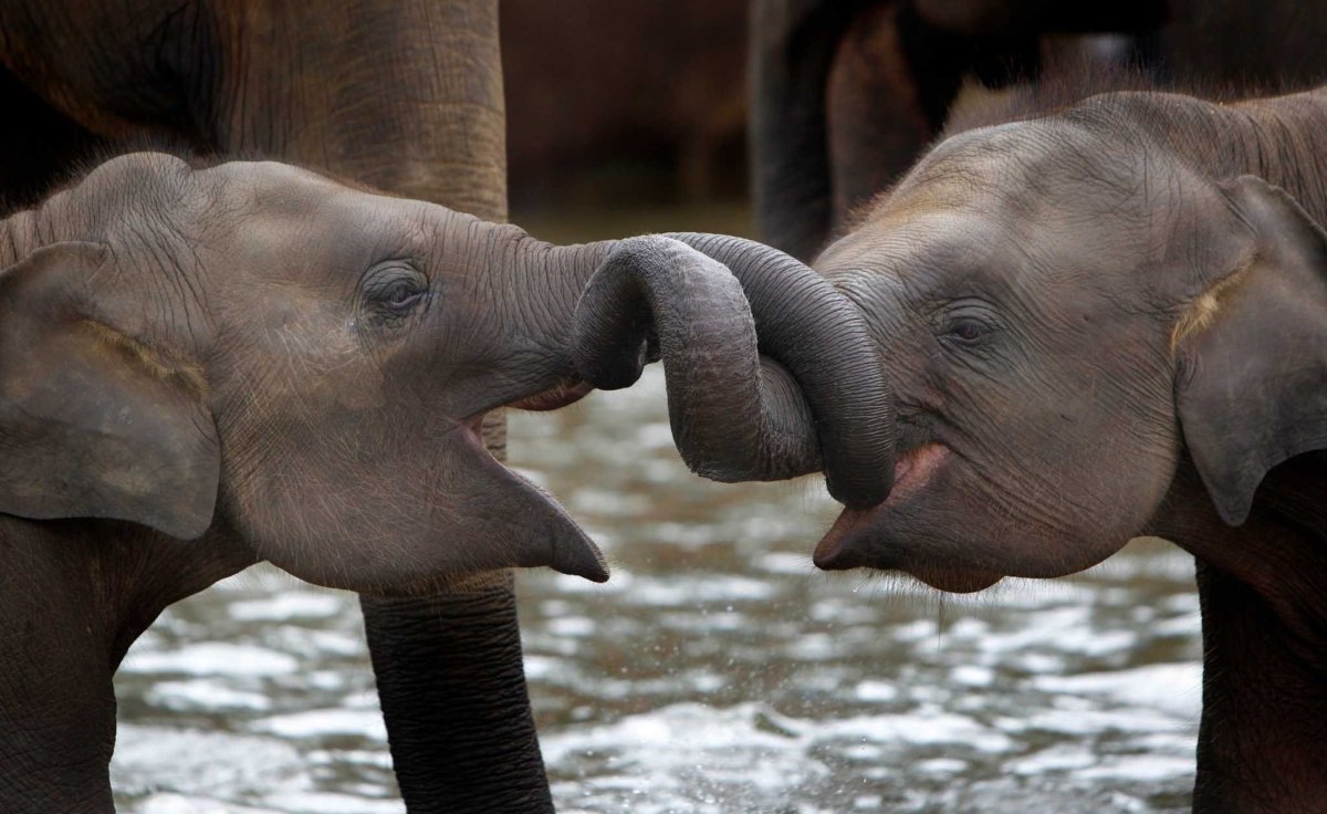 Голова слона вектор