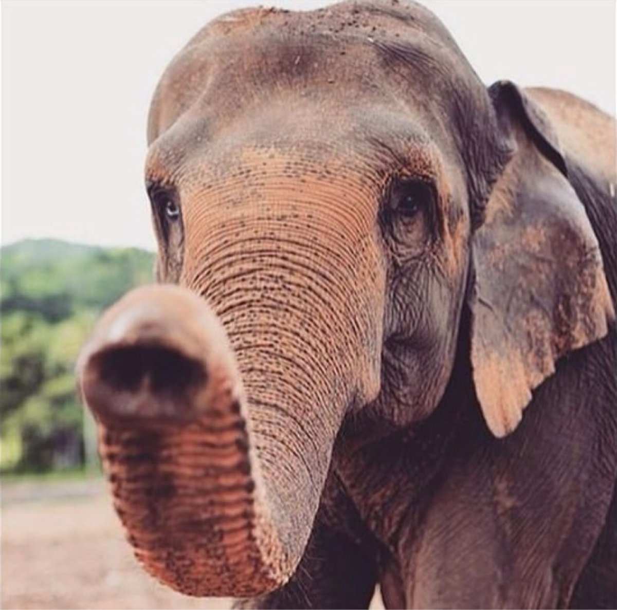 Слон инфографика