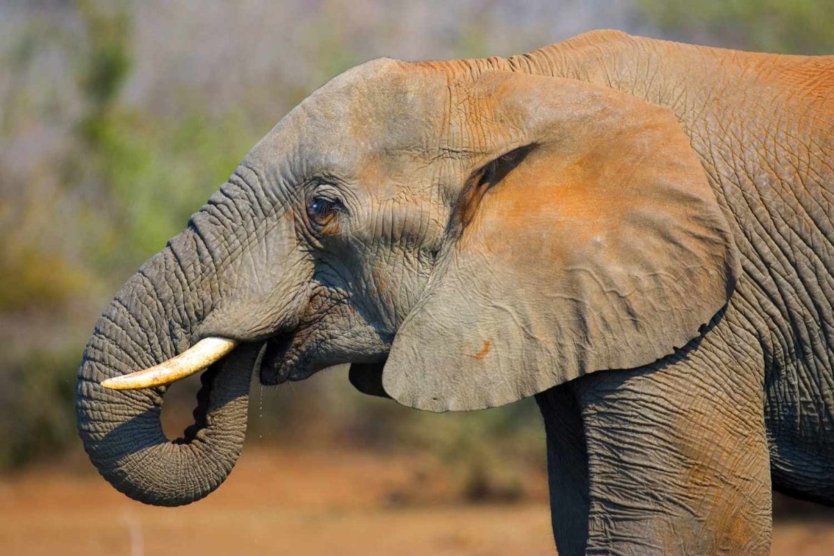 Хобот слона Графика