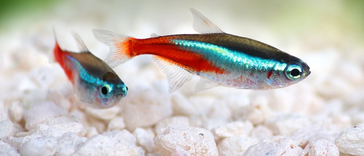 Неон Кардинал вуалевый