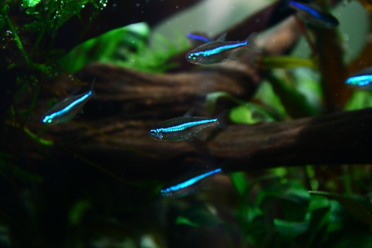 Неон красный (Paracheirodon axelrodi)