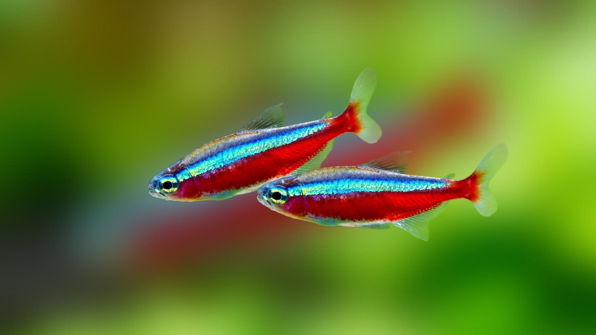 Красный неон рыбка аквариумная
